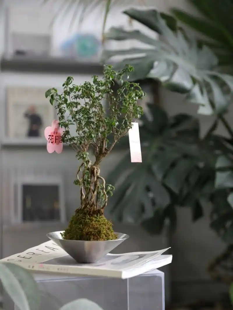 高级的老桩提根六月雪苔藓球微景观桌面盆栽 古韵与现代风结合的一款