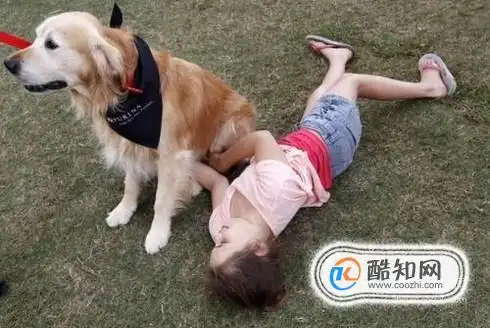 金毛犬什么时候发情优质