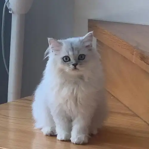 银渐层"耳螨"预防大揭秘,这些注意事项,你一定要知道!