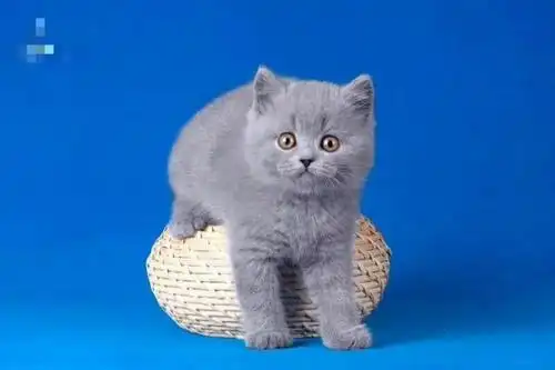 cfa正规猫舍出售纯种蓝猫精品可上门选购