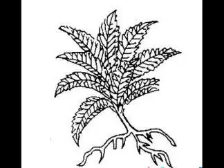 板蓝根图片_简笔画图片_少儿图库_儿童资源网