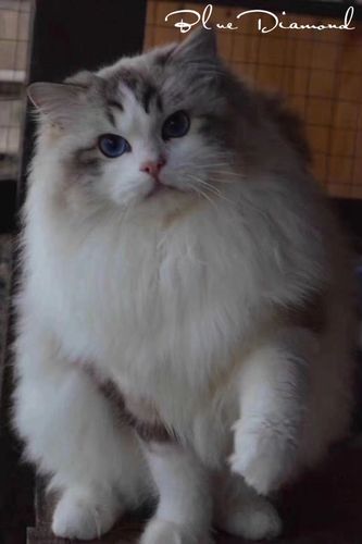 cfa双血统布偶猫活体宠物猫蓝山双布偶猫海豹双色蓝双布偶猫