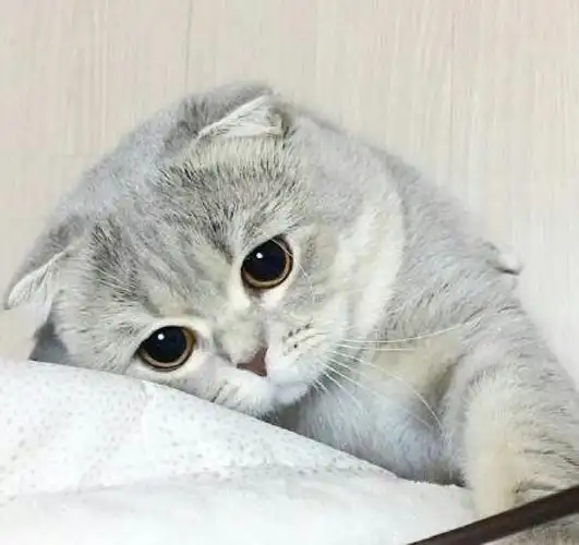 苏格兰折耳猫 壁纸 头像