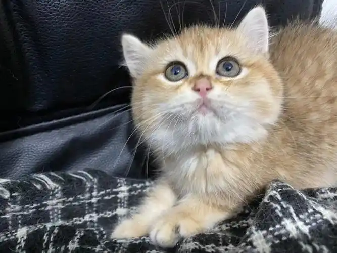 金渐层  #猫咪领养  嘟嘟也太可爱了 小眼睛又大又圆 任谁看了都要爱