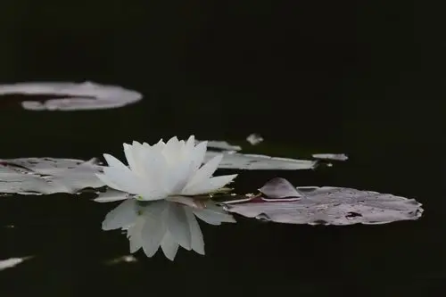 【首发】白睡莲