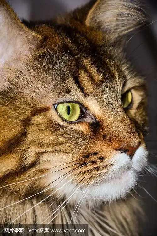 口吻棕色缅因猫特写