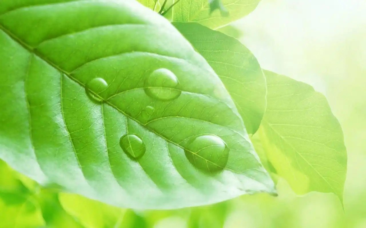绿色护眼小清新叶子高清图片桌面壁纸