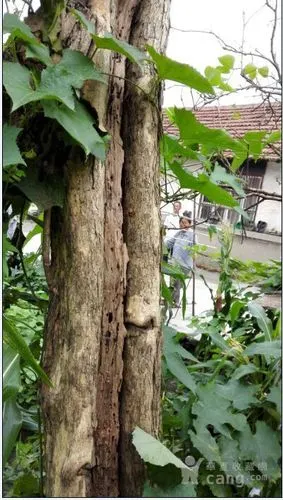 榨臻树欣赏_榨臻树欣赏价格_榨臻树欣赏图片_来自藏友金诚义诺_木器