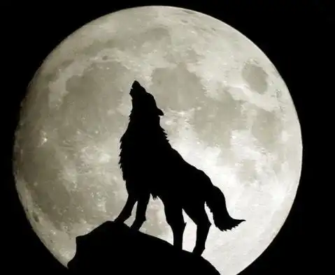 谁懂得 - 394291056 - 孤狼啸月