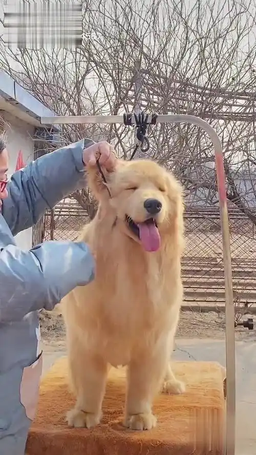 上热门话题 灵感创作 三十秒教会你一条金毛的吹风修剪过程 你看会了