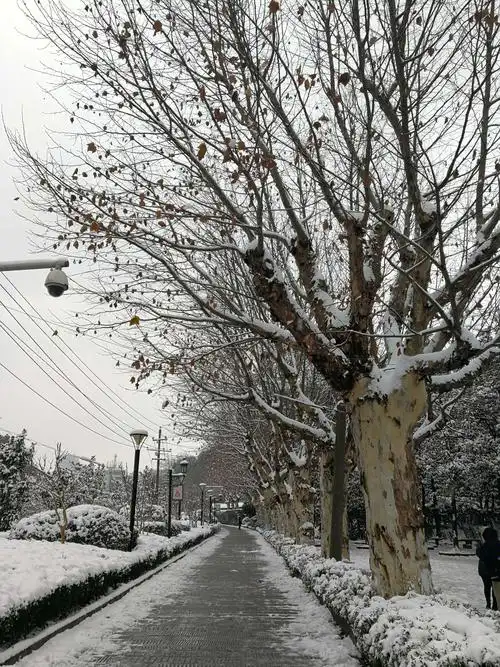 天心踏雪人欢畅