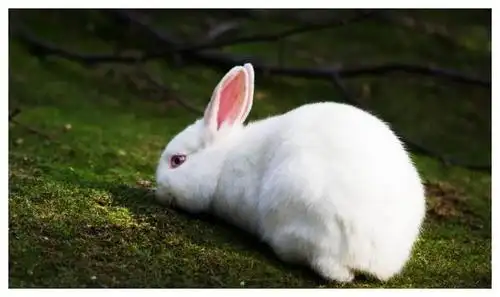 属兔人:2021年开始会有人找上门,是你这辈子最大的贵人要珍惜!