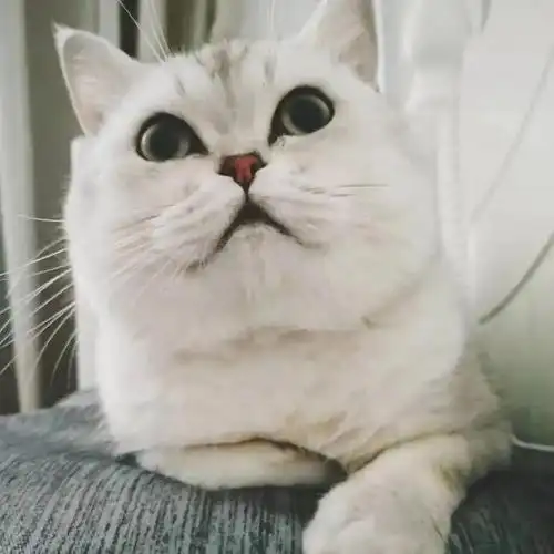 一岁半银渐层寻女友,敲可爱