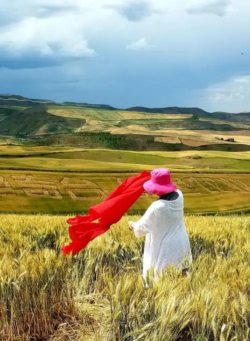 风吹麦浪——江布拉克