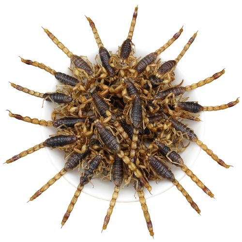 油炸蝎子新鲜香脆即食零食昆虫食品活体食用蝎类