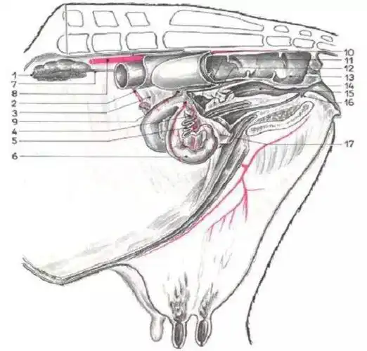 给羊打针部位示意图及操作要领