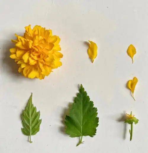 每日一花21重瓣棣棠花kerriajaponica