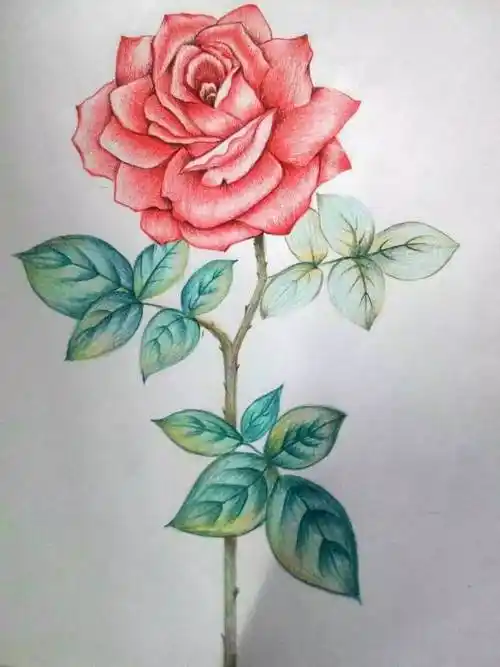 我爱彩铅画优秀学员作品展第一期