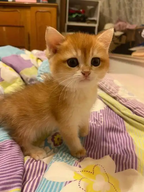 我称之为115色金渐层的奶福福