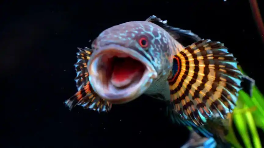 咬缸蛇 #雷龙咬缸 #黄金眼镜蛇雷龙 #雷龙鱼 一只手将就看吧