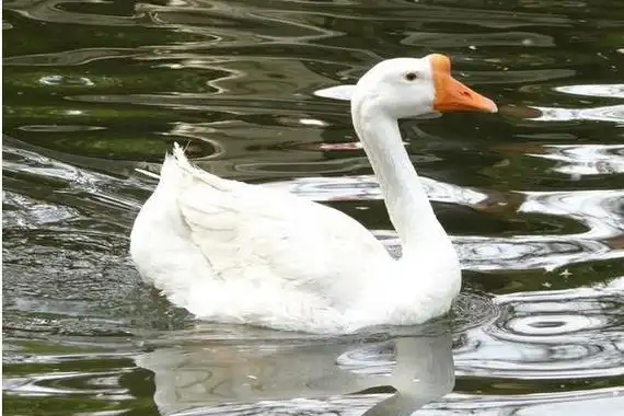 一只鹅一般有多少斤一只鹅大概多少钱