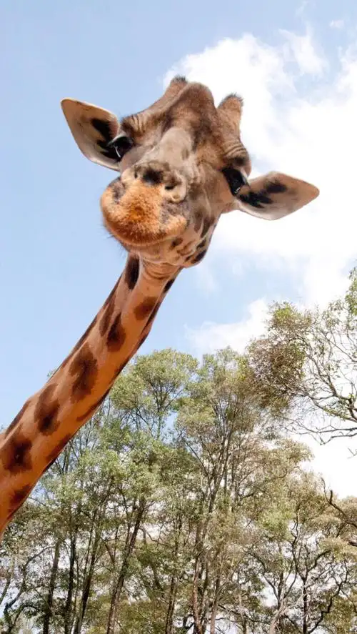 长颈鹿萌萌哒