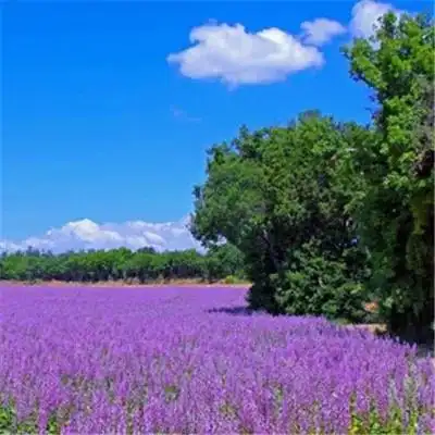 好看寓意又吉利财源滚滚的微信头像