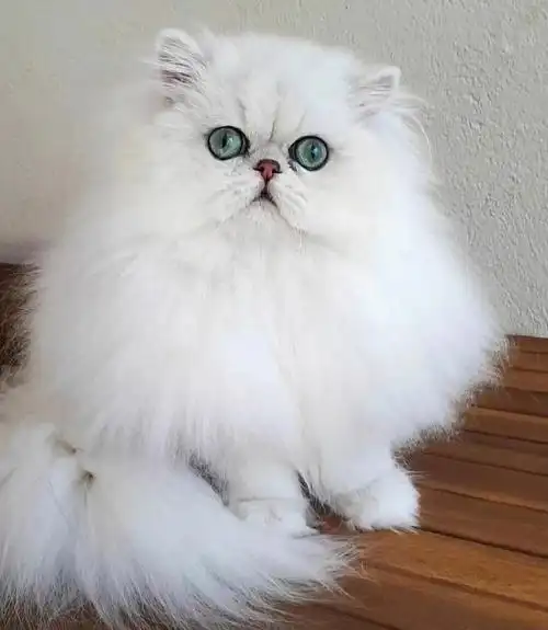 金吉拉一般多少