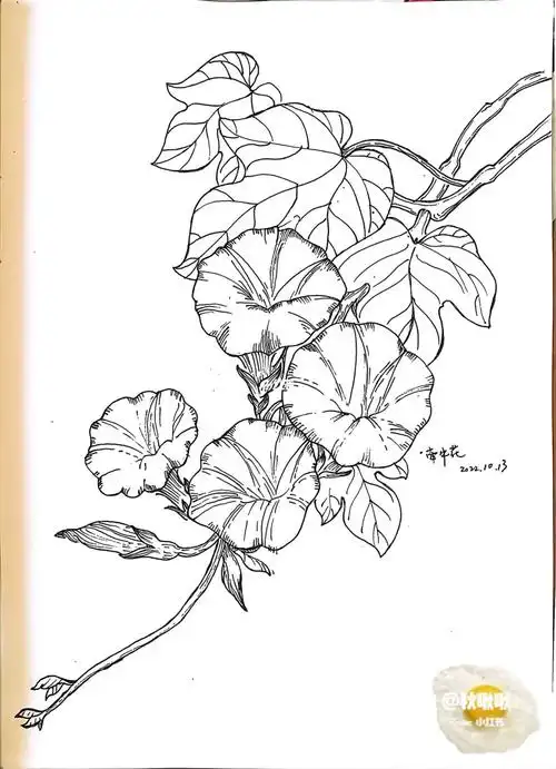 花卉练习牵牛花289