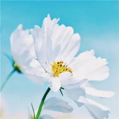 2023年最好运气头像 2023年最吉祥好运的微信头像图片_微信头像_头像