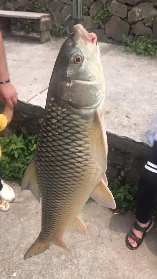 俗语话:神仙难钓中午鱼!莪却中午1点中一条