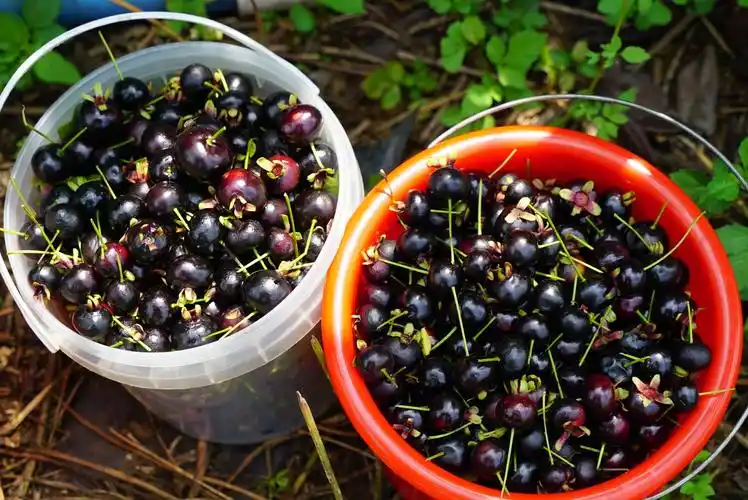 横县本地种植的巴西樱桃一口一个我还能再来十几个