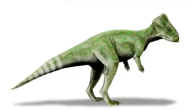 到河北省来:至今发现的体型最小的角龙类恐龙_网易订阅