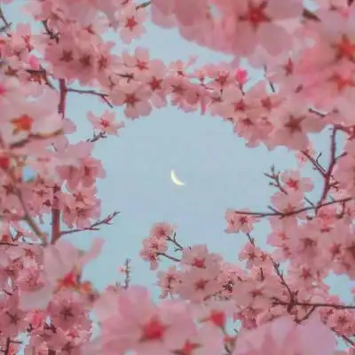 风景微信头像图片大全花真实花朵图片适合老人做微信头像