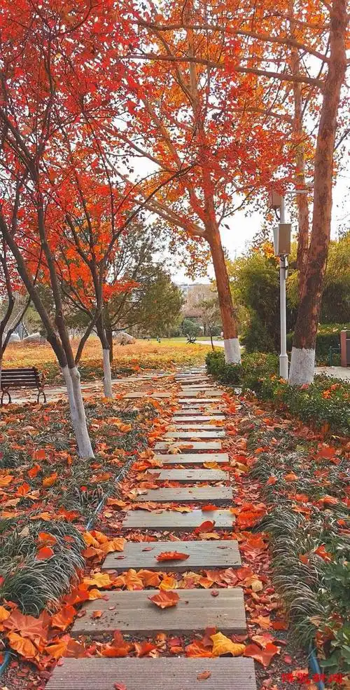 博览组图落叶缤纷别样美