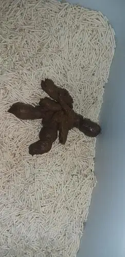 【讨论】软便,便便上的是黏膜吗?(有屎图)