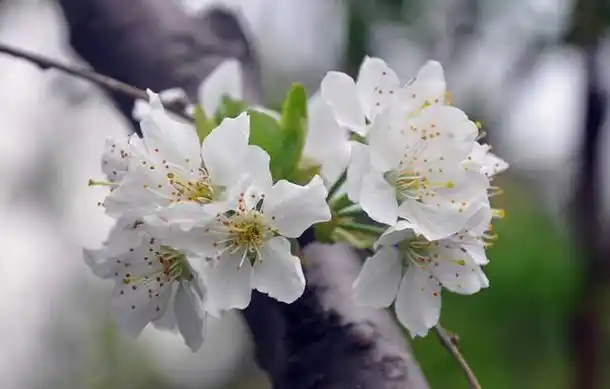 车厘子开花是白的或是红的花朵车厘子的花朵颜色红的,白的,粉的都有.