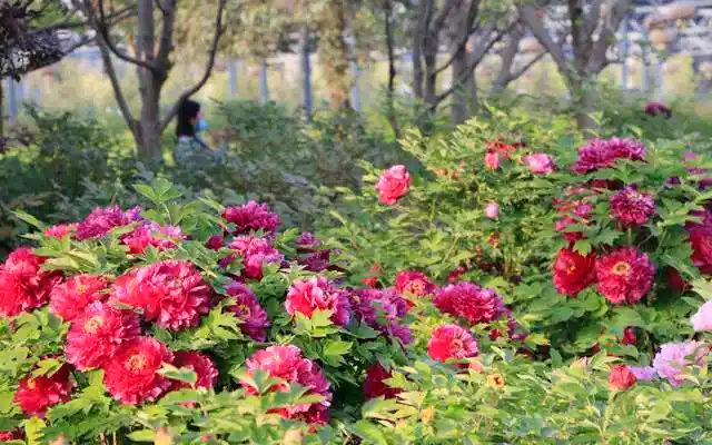 2万余株牡丹争奇斗艳洛阳国际牡丹园8日正式开园