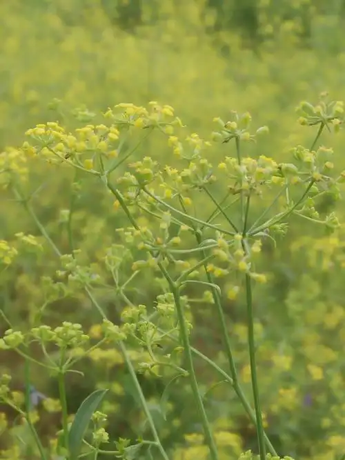 柴胡花不经意间开了