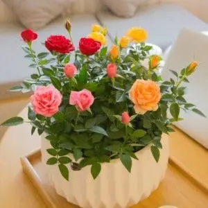 迷你小玫瑰花大盆盆栽带花苞四季开花办公室内植物花卉鲜花绿植