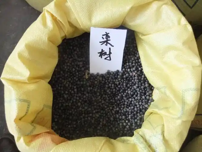 栾树种子黄山栾种子北京栾种子批发新采南栾北栾种子发光树