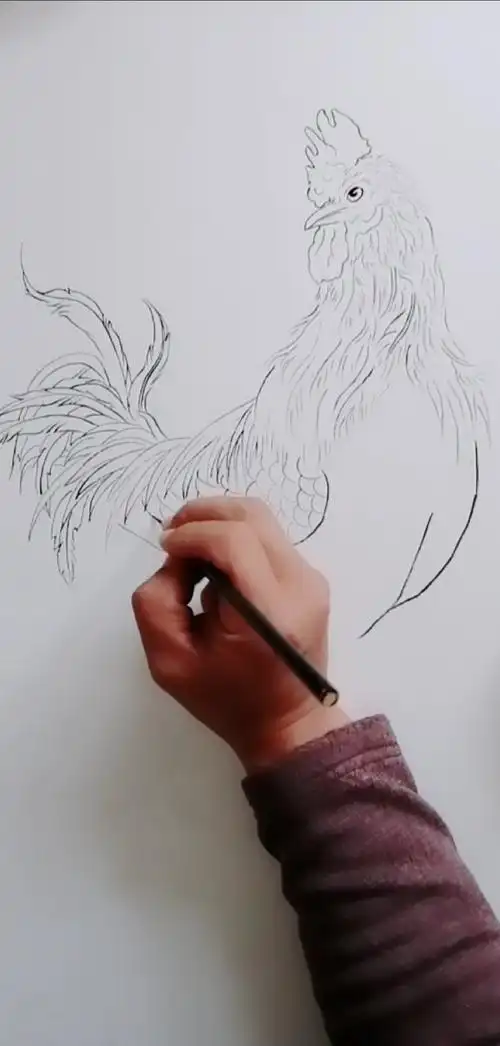耕耘就有收获#白描公鸡画法