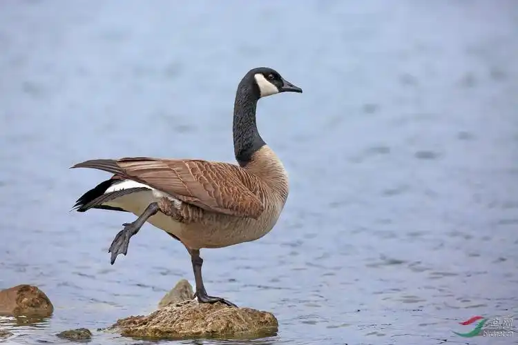 加拿大鹅标准照