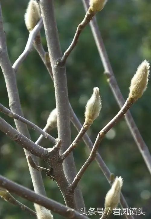 辛夷花治疗鼻炎常用中药