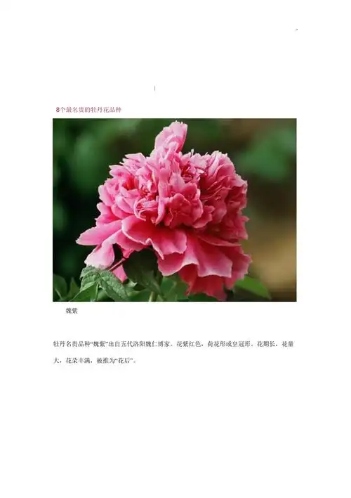 名贵的牡丹花品种全集doc
