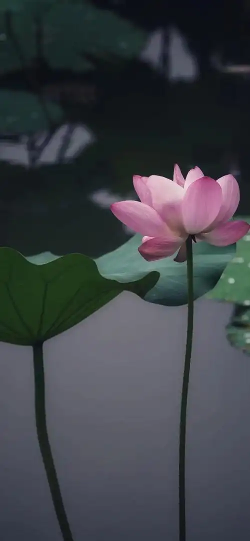 【壁纸】佛系荷花|壁纸|荷花_手机网易网