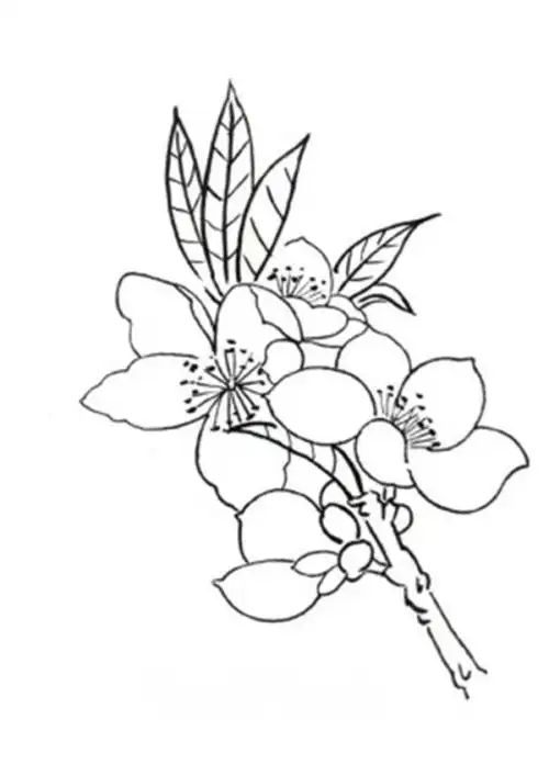 杏花蝴蝶白描手法步骤教程花卉画美术课程少儿美术
