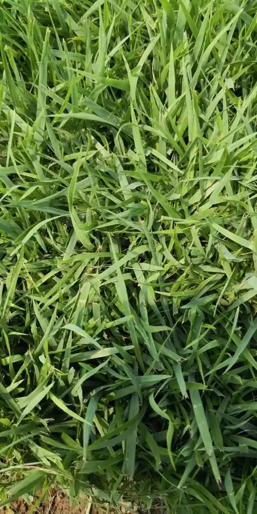 结缕草(细叶结缕草)