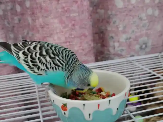 虎皮鹦鹉究竟吃什么后续的后续