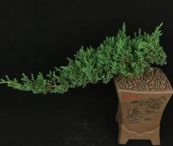 地柏悬崖式盆景造型